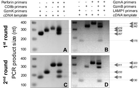 FIG. 2. A nested multiplex PCR assay to amplify pigtail macaque-specific granzymes A, B, and K, perforin, CD107, and CD8b transcripts.