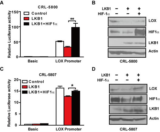 Figure S3. HIF-1 mediates LOX transcription downstream of LKB1.