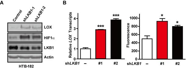 Figure S4. LKB1 knockdown increases LOX gene transcription.