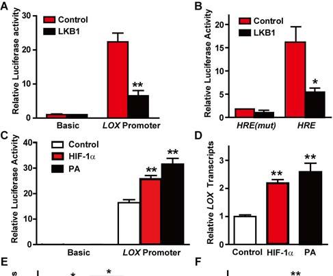 Figure S5. HIF-1 mediates LOX transcription downstream of LKB1. (A) Ectopic LKB1 expression inhibited LOX promoter activity in A549 cells.