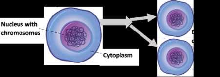 Mitosis How a Single Cell Develops into the Trillions of Cells in a Human Body 1 Every person started as a single cell a fertilized egg. 1a. How many cells do you think there are in a newborn baby?