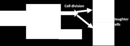 To understand how the trillions of cells in your body were made, you will first learn how a cell divides into two daughter cells and then learn how repeated cell division can produce so many many
