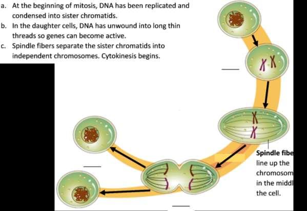 Cytokinesis The cell divides into two daughter cells, each with a complete set of chromosomes. 7.