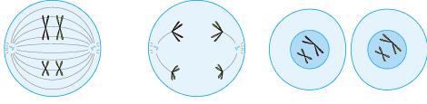The process of meiosis is summarised in the diagram below, but it involves the reduction of the genetic material to half.