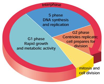 PAGE : 1 The Cell Cycle Cell Cycle: A continuous series of cell growth and division for a cell. All cells go through a cell cycle of some sort. The cell cycle consists of two stages. a. Growth Phase Diagram of the Cell Cycle b.