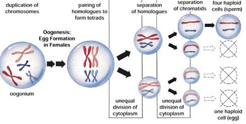 PAGE : 17 Ôogenesis This is meiosis that occurs in the ovaries of females. Result: The creation of an egg with ½ the normal number of chromosomes.