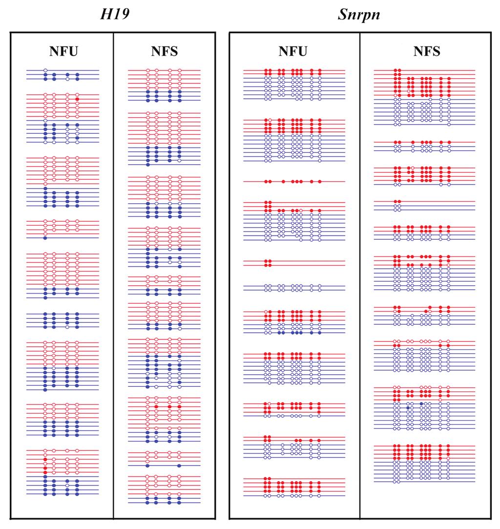 Figure 5. Methylation patterns of H19 (left side) and Snrpn (right side) in in vivo produced mouse (M. musculus x M.