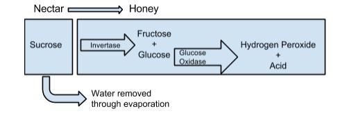 6. Examine the diagram of honey. Which parts of the honey do you think inhibit the growth of bacteria? Hydrogen peroxide and acid inhibit the growth of bacteria.