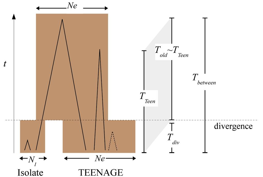 Supplementary Figure 12. Estimating time of divergence. The figure demonstrates the event of divergence (horizontal dashed line) between an isolate and the TEENAGE cohort from an ancestral population.