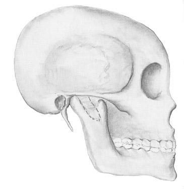Overview and objectives of this dissection 3. The Jaw and Related Structures The goal of this dissection is to observe the muscles of jaw raising.