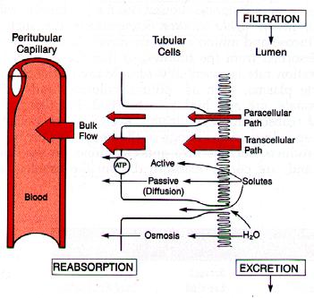 Renal Physiology Filtration and Reabsorption 1 o and 2 o Active Transport Passive