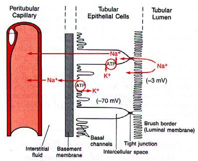 reabsorption and secretion along the tubule Renal Clearance Two Paths for