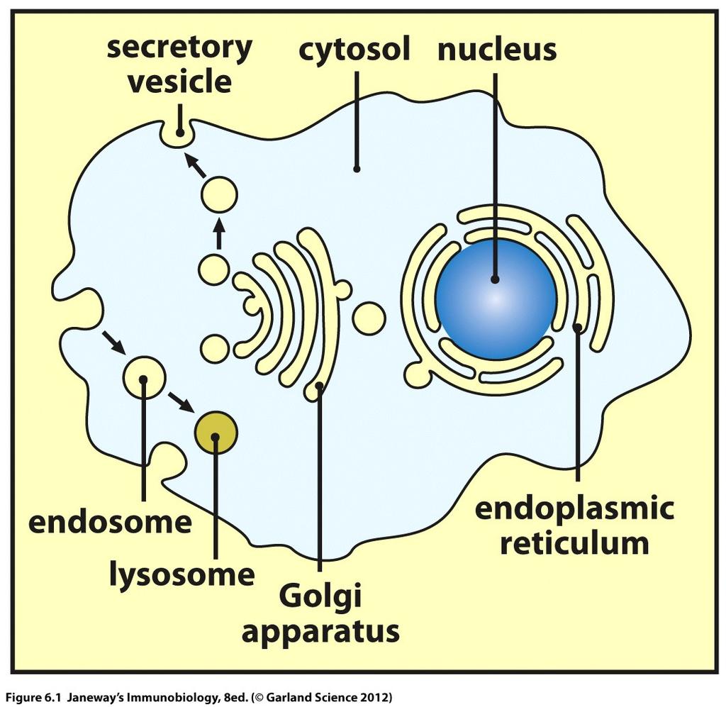 Pathogens can be found in different intracellular compartments vesicular system intracellular
