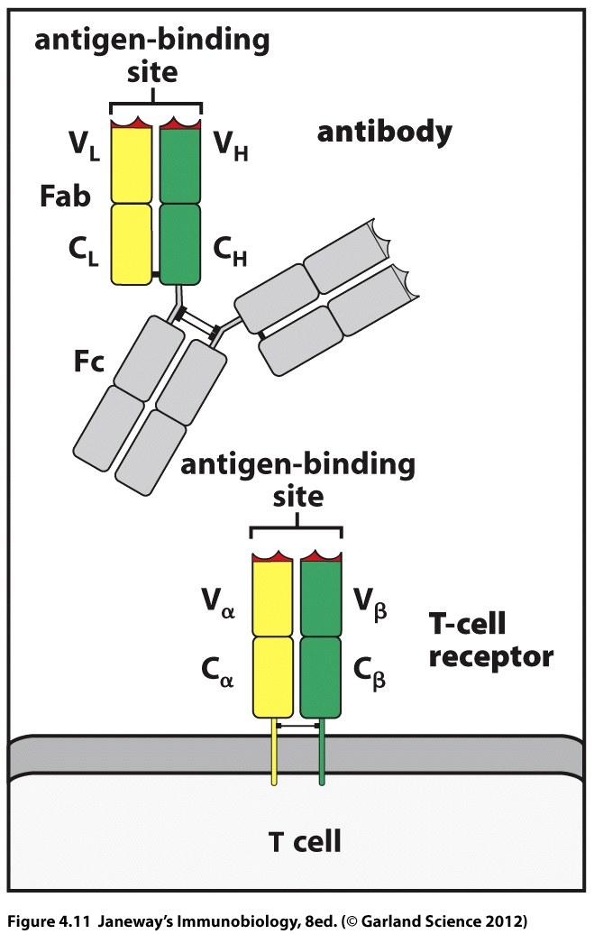Antibodies and T cell receptors (TCR)
