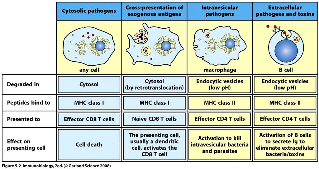 MHC molecules sample different intracellular