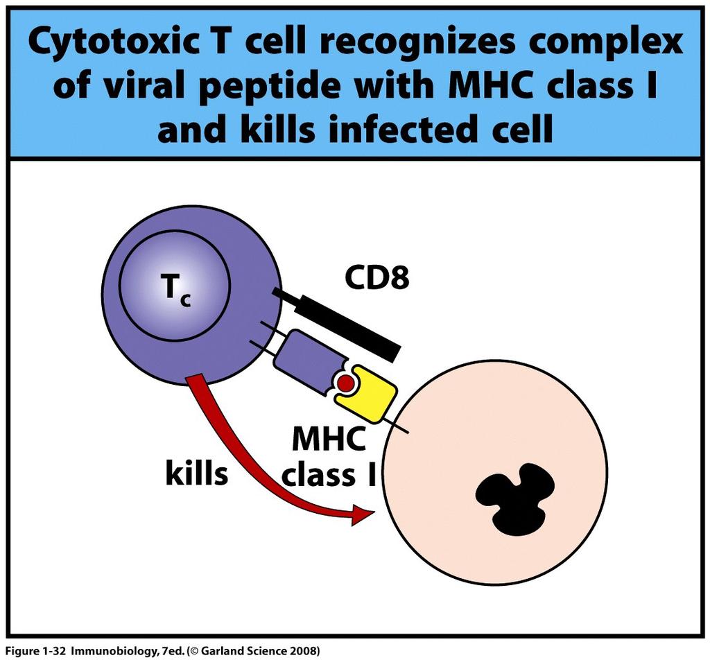 MHC molecules activate T cells with effector function appropriate to the type of