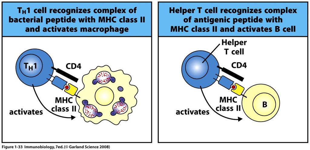 peptide activates CD4 Helper T cells Causes killing of cell Activates macrophage