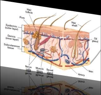 Section 4 Skin, Hair, and Nails Skin Epidermis and Dermis Subcutaneous Tissue Hair and Nails Describe how the dermis helps the body maintain
