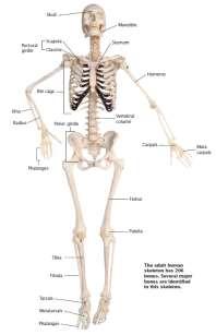 Skeletal System The Skeleton Skeleton The skeleton supports the body, provides protection for internal organs,