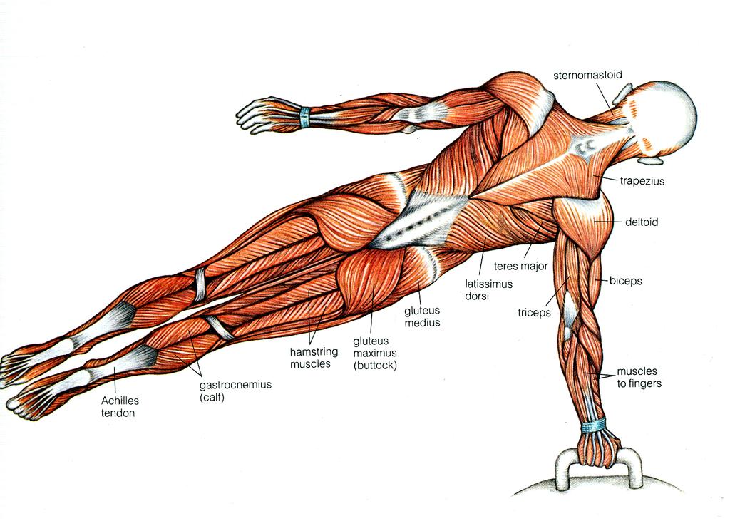 The Muscular System Tour