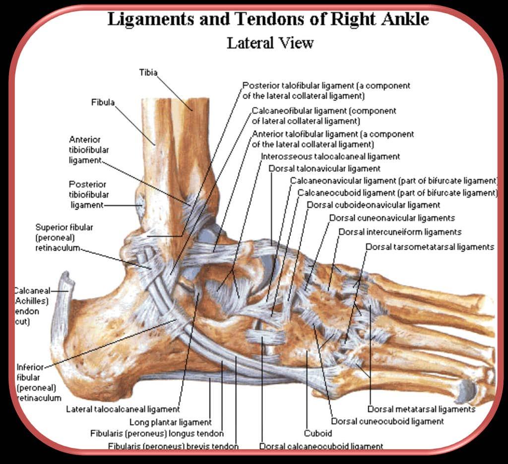 Ligaments hold