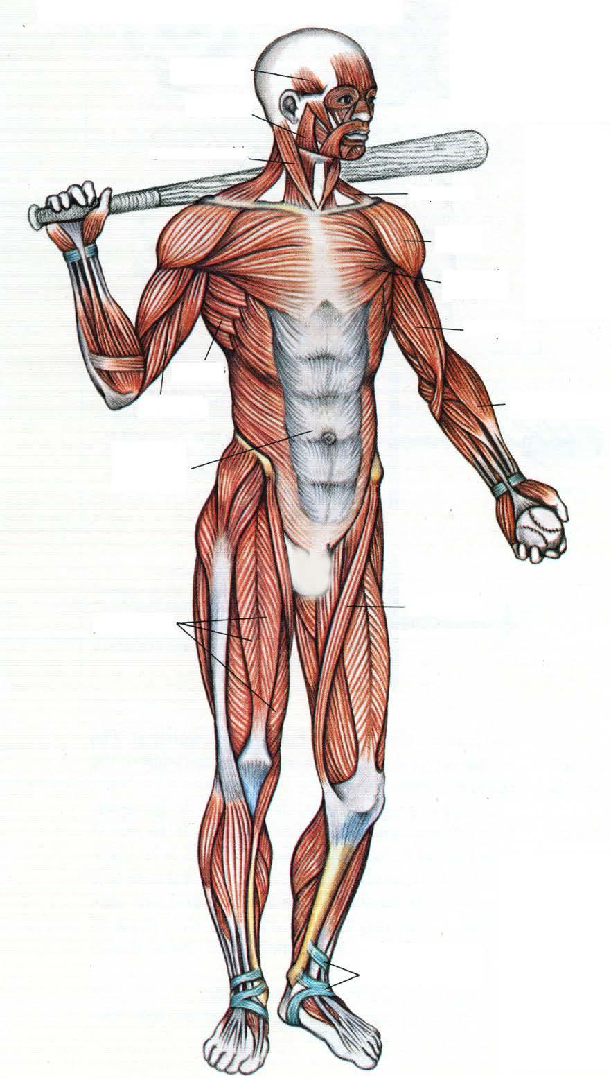 Muscular System Tour Lab page 4 The Muscles a front view The Muscles a back view A Identify: place the letter next to the name.