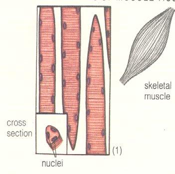 3 Types of Muscle Skeletal Muscle: Voluntary (under your conscious control) Movement of your bones, face, eyes, etc.