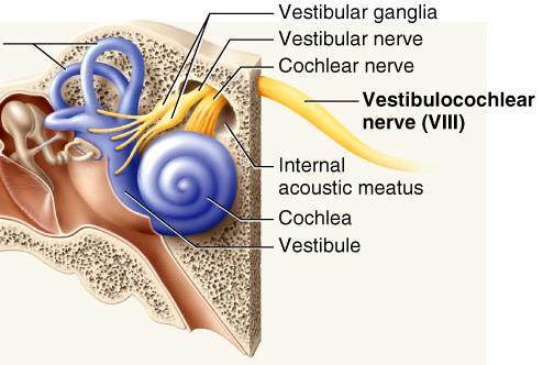 Vestibulo-Cochlear (VIII) 8 th Cranial Nerve o Type: Special sensory (SSA) o Conveys impulses from inner ear to nervous system.