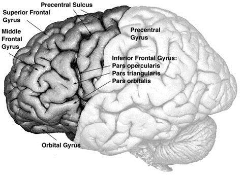 Prefrontal Cortex the executive center Judgment/ Attention span Perseverance Impulse control Organization Self monitoring and supervision Problem