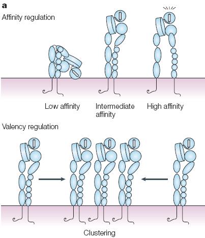 THE AFFINITY STATE OF THE BETA2-INTEGRINS BEFORE AND AFTER