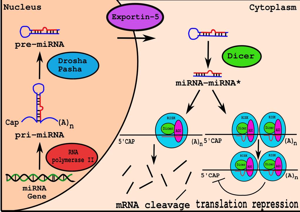 MicroRNA Biogenesis Gkirtzou K.