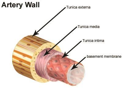 Figure 2. Arterial structure. The layers of arteries. The tunica externa (adventitia) is the outermost layer, the tunica media is the middle layer, and the tunica intima is the innermost layer.