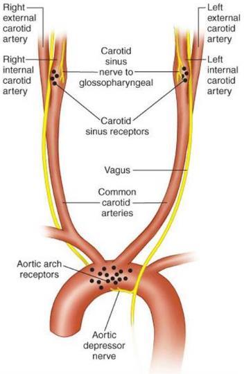 Figure 3. Baroreceptor location. Location of baroreceptors within the carotid sinus and aortic arch.