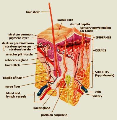 Subcutaneous fat tissue underlies the layers of epidermis and dermis to provide extra cushioning for the skin. Beneath this layer are the muscle and bone.