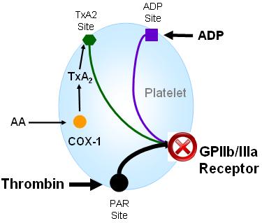 GPIIb/IIIa Inhibitors All PlateletMapping Assays are sensitive to GPIIb/IIIa inhibitors