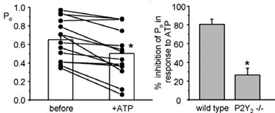 Investigators at the Institute for Salty Science in France examined effects of ATP on ENaC activity in rat cortical collecting duct cells.