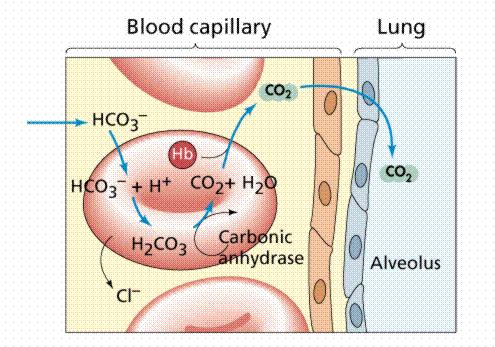 Chloride Shift: as a red cell passes through lungs,