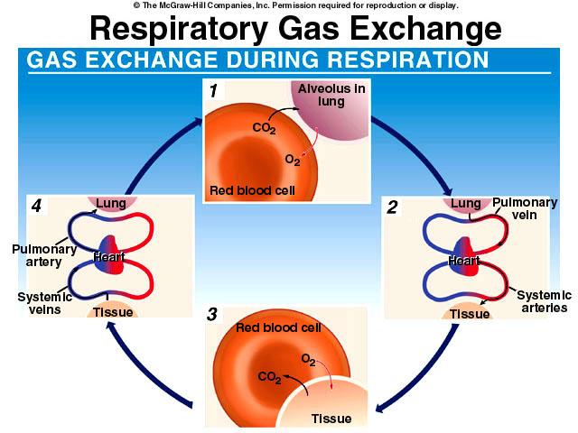 Respiratory Gas Exchange Respiratory Gas Exchange External respiration: exchange of O 2 & CO 2 in lungs between
