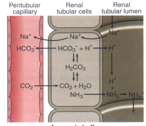 Buffering of hydrogen ion in urine Excreted H+ must be buffered in urine Otherwise [H+] would rise to very high levels Phosphate buffer Ammonia buffer Renal Compensatory