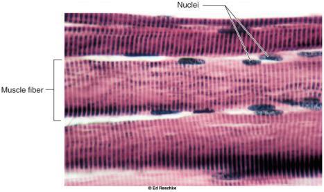 myofilaments Prime mover = agonist Antagonist 12-2 10-2 Skeletal Muscle Structure Most distinctive feature of skeletal muscle is its striations Neuromuscular Junction (NMJ)