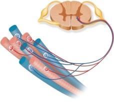 Neuromuscular junction Skeletal muscle fibers Motor Units Spinal cord Motor neuron 1 Motor neuron 2 Figure 11.