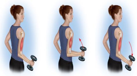 shorten Muscle shortens, tension remains constant Muscle lengthens