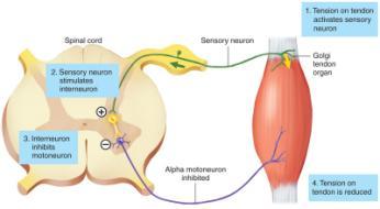 Involves 2 synapses in CNS Sensory axons from Golgi tendon organ synapse on interneurons Which make inhibitory synapses on motor neurons Prevents excessive muscle contraction or passive muscle