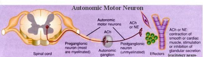 2 2. Autonomic nervous system (ANS) which consists of: Sensory (afferent) neurons: Transmit nerve impulses from the visceral receptors to the CNS.