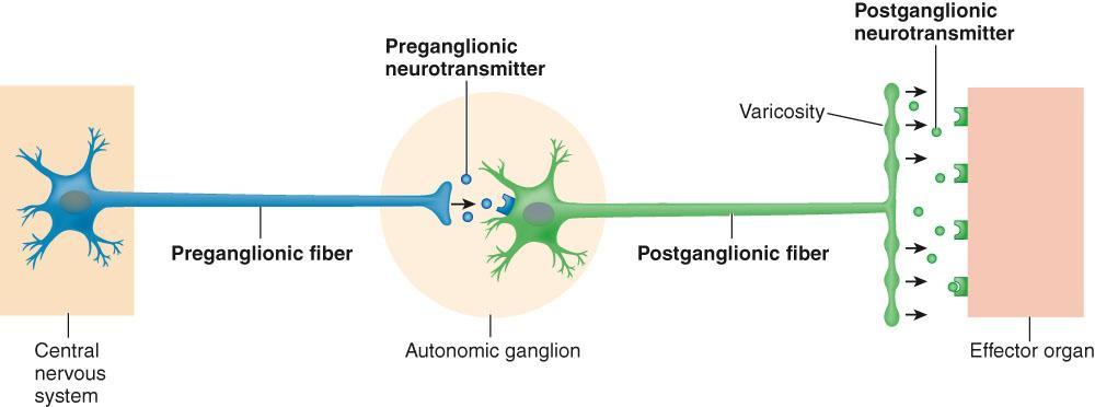 preganglionic neurons are in the brain stem and sacral segments.