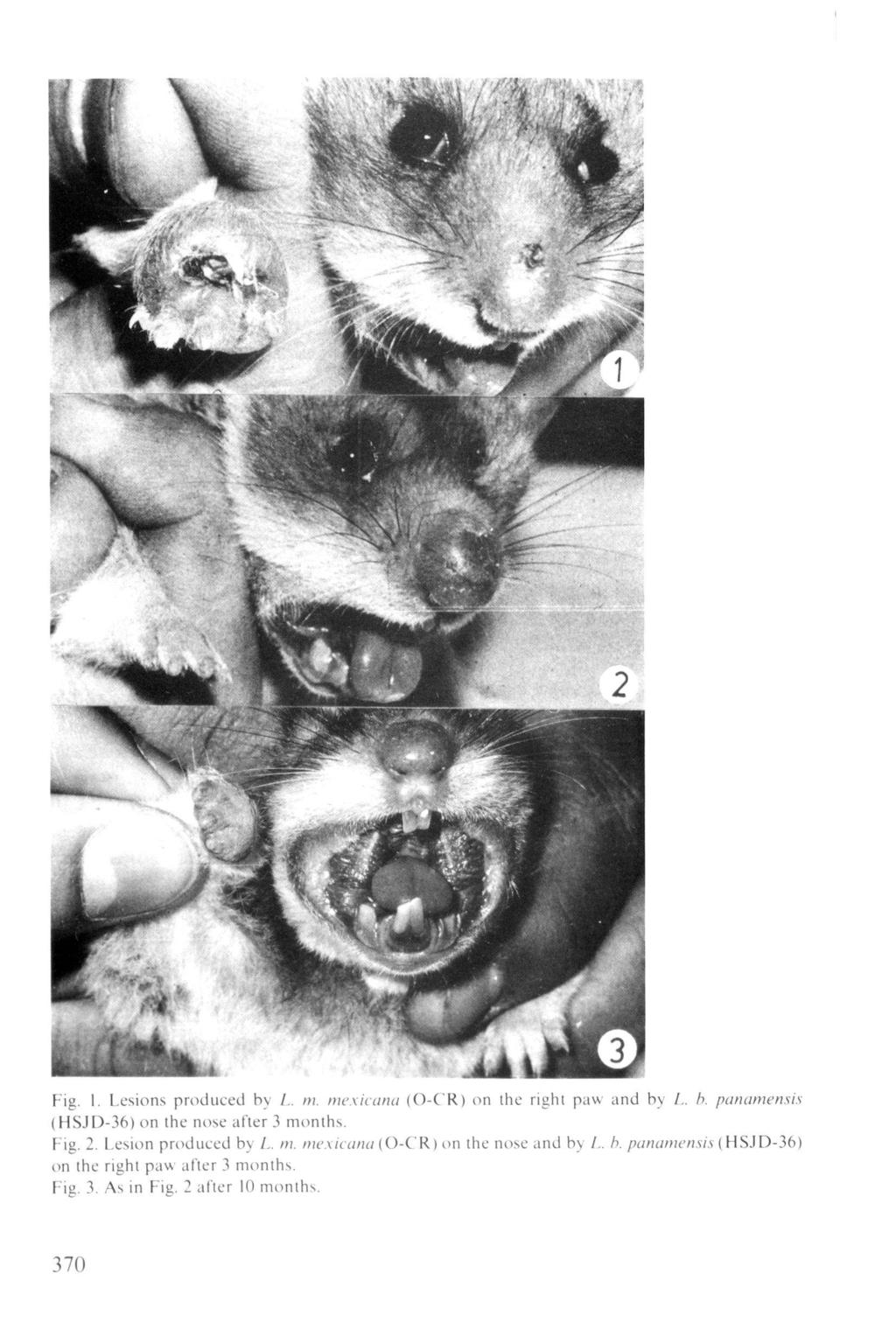 lb I r'i & * V i» <*ip \^ m. Fig. I. Lesions produced by L. m. mexicana (O-CR) on the right paw and by /.. b. panamensis (HSJD-36) on the nose after 3 months. Fig. 2.