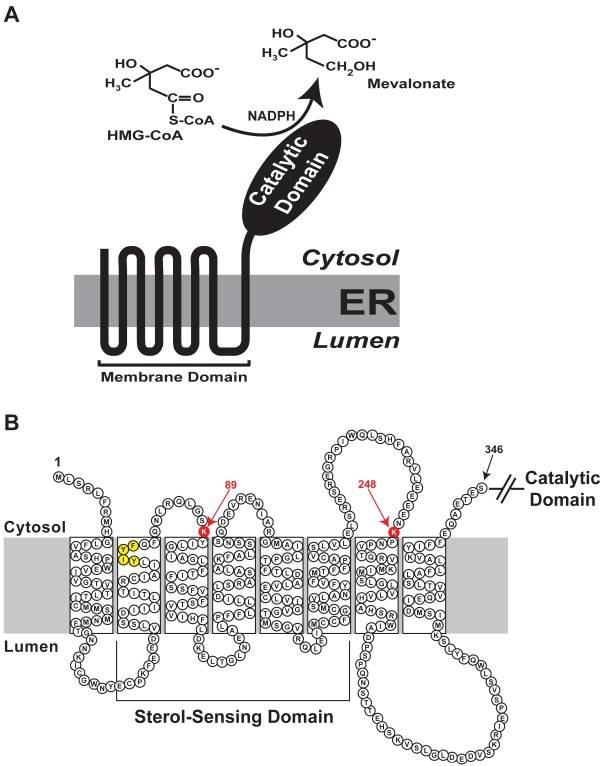 HMG-CoA reductase catalyzes the rate-limiting step in the synthesis of cholesterol.