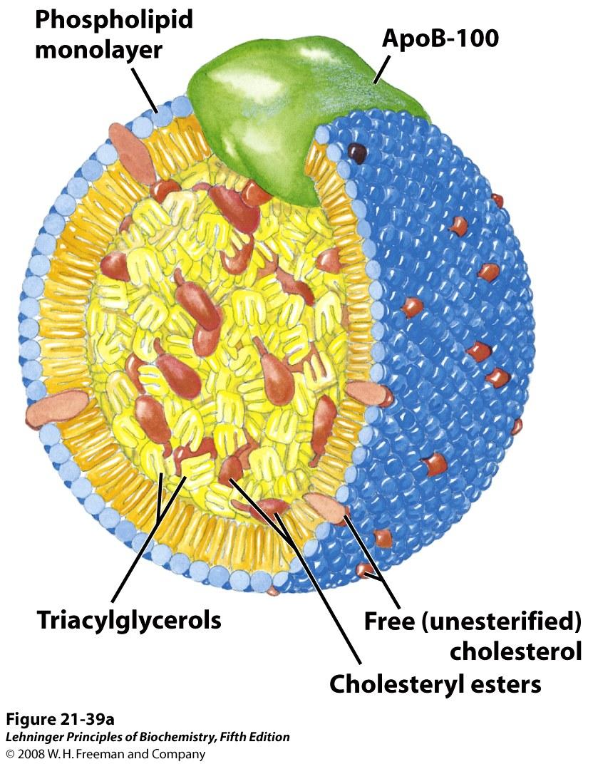 Cells take up cholesterol by endocytosis of LDL from the blood stream. This cartoon shows the structure of LDLs. The center contains mixture of triglycerides and cholesterol esters.