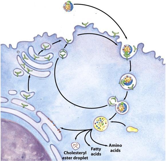 The LDL receptor binds LDLs and is taken up by clathrin-mediated endocytosis. The uptake of LDL into cells is classic example of receptor-mediated endocytosis.