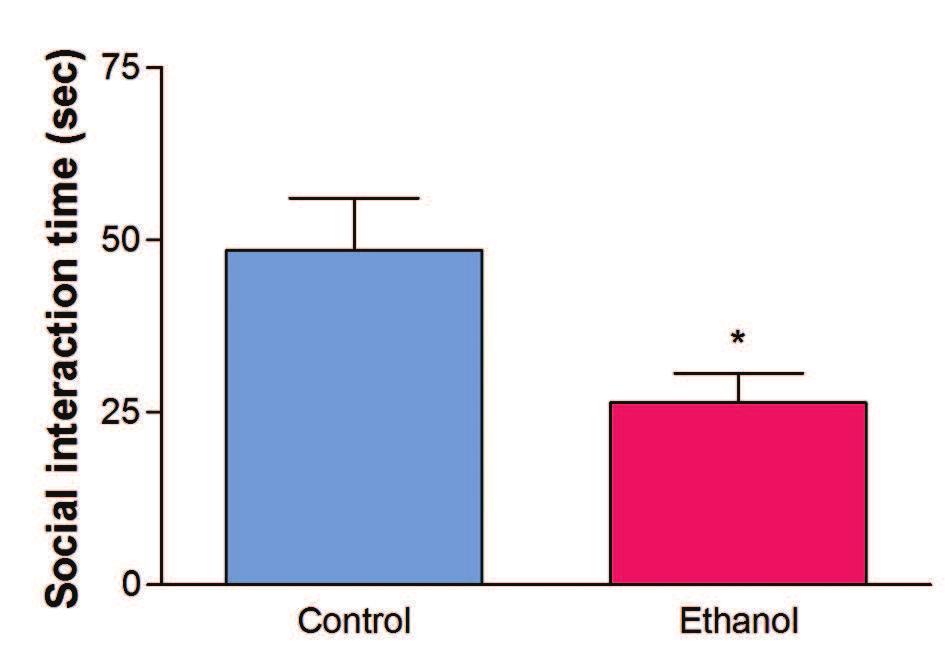 (EPM) The elevated plus-maze data showed that ethanol induced a significant reduction (p<0,05) in the time spent in the open arms from 48,7±17,9 sec for from the ethanol group (105,5±7,7 sec)